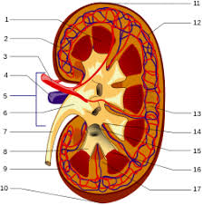 Nephrology